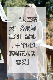 “天空精灵”齐聚闽江河口湿地，中华凤头燕鸥花式谈恋爱