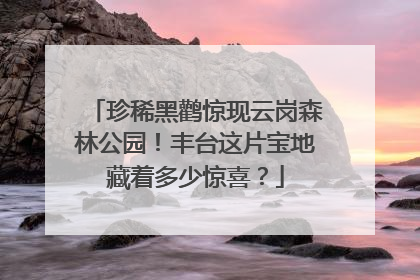 珍稀黑鹳惊现云岗森林公园！丰台这片宝地藏着多少惊喜？