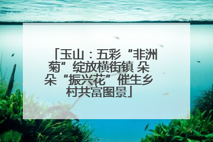 玉山：五彩“非洲菊”绽放横街镇 朵朵“振兴花”催生乡村共富图景