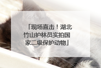现场直击！湖北竹山护林员实拍国家二级保护动物