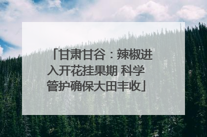 甘肃甘谷：辣椒进入开花挂果期 科学管护确保大田丰收