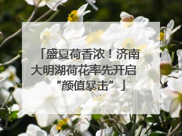 盛夏荷香浓！济南大明湖荷花率先开启“颜值暴击”