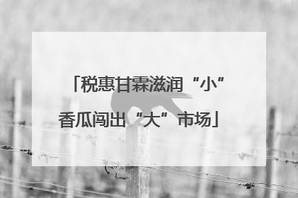 税惠甘霖滋润“小”香瓜闯出“大”市场