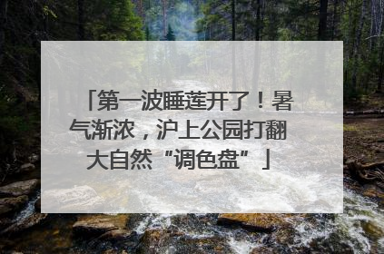 第一波睡莲开了！暑气渐浓，沪上公园打翻大自然“调色盘”