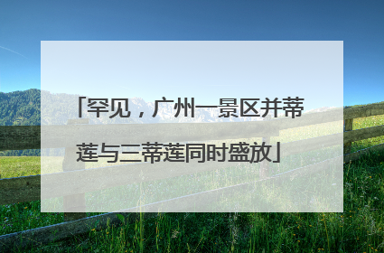 罕见，广州一景区并蒂莲与三蒂莲同时盛放
