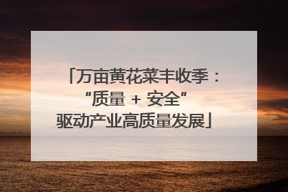 万亩黄花菜丰收季：“质量 + 安全” 驱动产业高质量发展