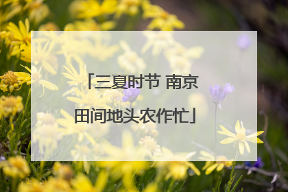 三夏时节 南京田间地头农作忙