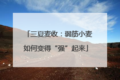 三夏麦收：弱筋小麦如何变得“强”起来