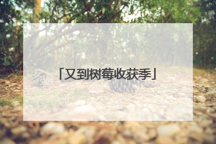 又到树莓收获季