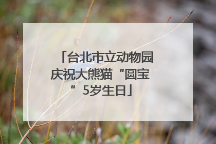 台北市立动物园庆祝大熊猫“圆宝”5岁生日