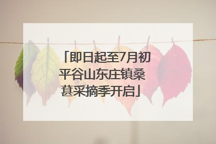 即日起至7月初 平谷山东庄镇桑葚采摘季开启