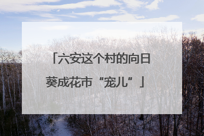 六安这个村的向日葵成花市“宠儿”