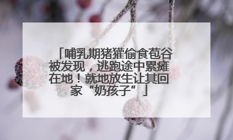 哺乳期猪獾偷食苞谷被发现，逃跑途中累瘫在地！就地放生让其回家“奶孩子”