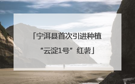 宁洱县首次引进种植“云淀1号”红薯