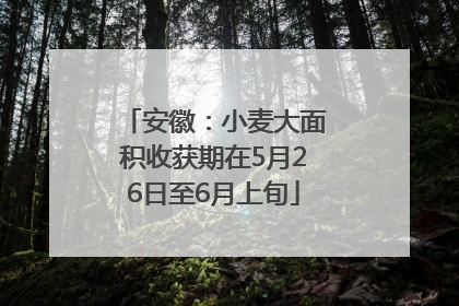 安徽：小麦大面积收获期在5月26日至6月上旬