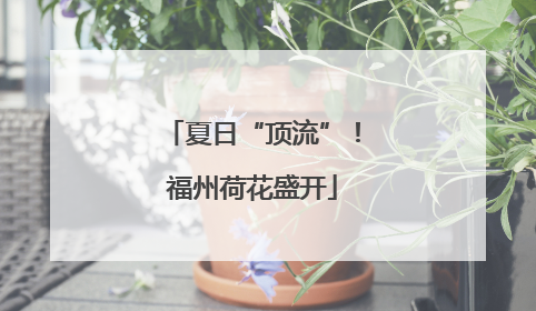夏日“顶流”！福州荷花盛开