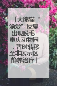 大熊猫“渝爱”反复出现脱毛 重庆动物园：暂时转移至非展示区静养治疗