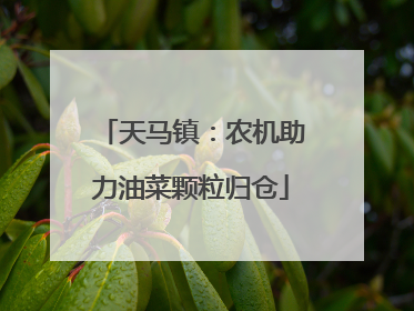 天马镇：农机助力油菜颗粒归仓