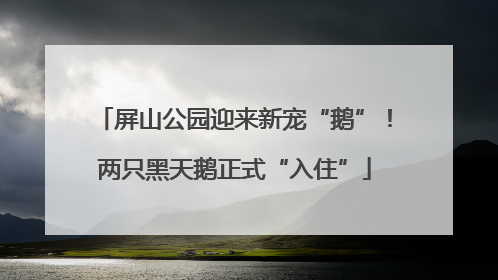 屏山公园迎来新宠“鹅”！两只黑天鹅正式“入住”