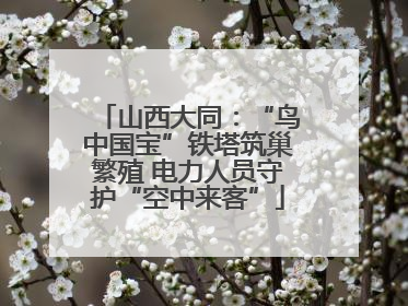 山西大同：“鸟中国宝”铁塔筑巢繁殖 电力人员守护“空中来客”