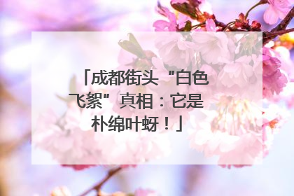 成都街头“白色飞絮”真相：它是朴绵叶蚜！