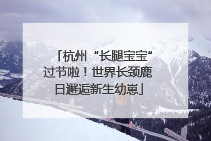 杭州“长腿宝宝”过节啦！世界长颈鹿日邂逅新生幼崽
