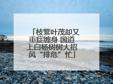 枝繁叶茂却又重症缠身 国道上白杨树树大招风“排危”忙