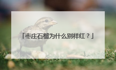 枣庄石榴为什么别样红？