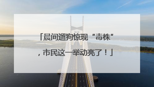 晨间遛狗惊现“毒株”，市民这一举动亮了！