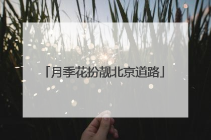 月季花扮靓北京道路