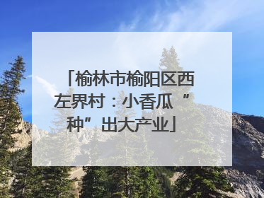 榆林市榆阳区西左界村：小香瓜“种”出大产业