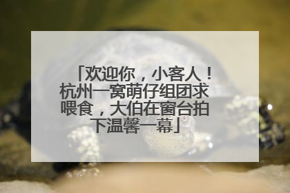 欢迎你，小客人！杭州一窝萌仔组团求喂食，大伯在窗台拍下温馨一幕
