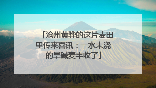 沧州黄骅的这片麦田里传来喜讯：一水未浇的旱碱麦丰收了