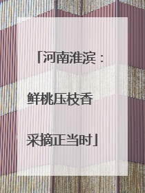 河南淮滨：鲜桃压枝香 采摘正当时