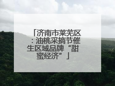 济南市莱芜区：油桃采摘节催生区域品牌“甜蜜经济”
