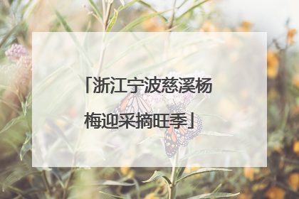浙江宁波慈溪杨梅迎采摘旺季