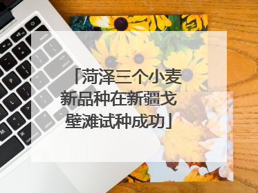 菏泽三个小麦新品种在新疆戈壁滩试种成功