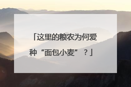 这里的粮农为何爱种“面包小麦”？