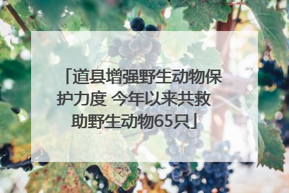 道县增强野生动物保护力度 今年以来共救助野生动物65只