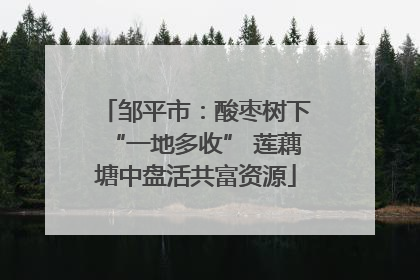 邹平市：酸枣树下“一地多收” 莲藕塘中盘活共富资源