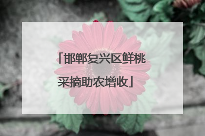 邯郸复兴区鲜桃采摘助农增收