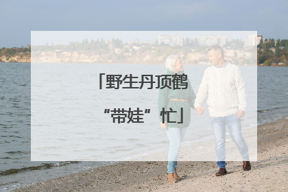 野生丹顶鹤“带娃”忙