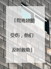 鸳鸯翅膀受伤，他们及时救助