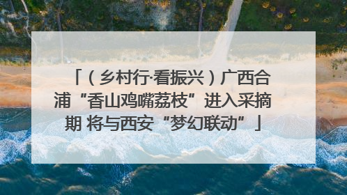 （乡村行·看振兴）广西合浦“香山鸡嘴荔枝”进入采摘期 将与西安“梦幻联动”