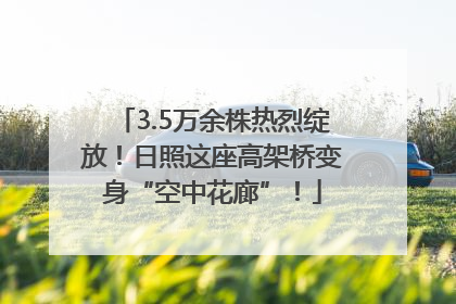 3.5万余株热烈绽放！日照这座高架桥变身“空中花廊”！